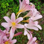 Lycoris squamigera Kwiat