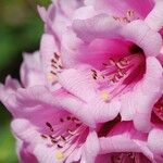 Rhododendron pudorosum Flor