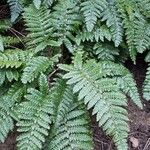 Polystichum polyblepharum Hoja