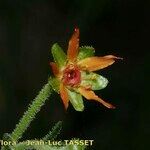 Saxifraga mutata Flor