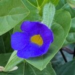 Thunbergia battiscombei Flower