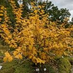 Betula medwediewii Hábito