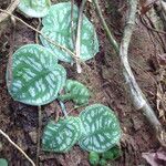 Monstera tuberculata 叶