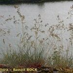 Festuca pallens Habitus