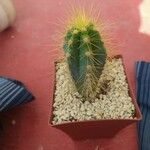 Pilosocereus chrysostele Hoja