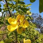 Senna pendula Flower