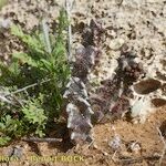 Caralluma burchardii Habitus