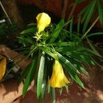 Thevetia neriifolia Flor