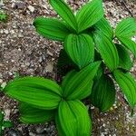 Veratrum viride ഇല
