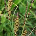 Carex panicea Habitatea