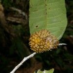Naucleopsis glabra