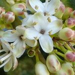 Ilex aquifolium Flower