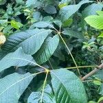 Aesculus parviflora Hoja