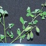 Crotalaria pumila その他の提案