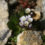 Arabis caerulea Habitus