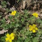 Potentilla brauneana Blomst