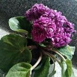Saintpaulia ionantha Hábito