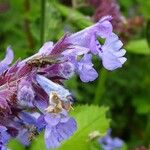 Nepeta grandiflora Flor