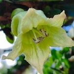 Crescentia mirabilis Flor