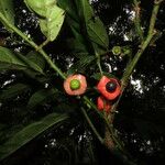 Heisteria macrophylla Fruit