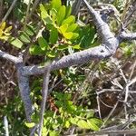 Pistacia lentiscus 樹皮