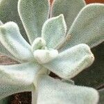 Echeveria pulvinata List