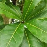 Ficus cahuitensis List