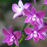 Spathoglottis unguiculata Квітка