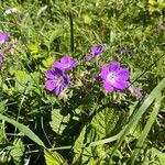 Geranium sylvaticumFiore