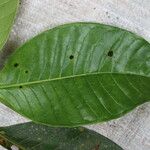 Psychotria gilletii Leaf