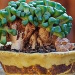 Aloinopsis schooneesii 葉