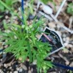 Delphinium grandiflorum Feuille