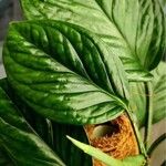 Monstera siltepecana Leaf