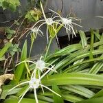 Hymenocallis littoralis Flor