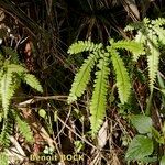 Adiantum hispidulum Sonstige