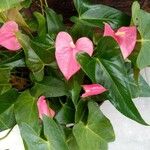 Anthurium andraeanumBlüte