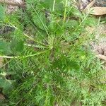 Lepidium coronopus Leaf