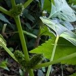 Boehmeria cylindrica Квітка