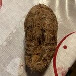 Dioscorea esculenta Leaf