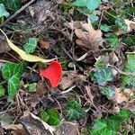 Cyclamen repandum Folha