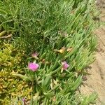 Carpobrotus edulis Virág