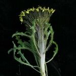 Soroseris hookeriana Flower