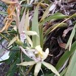 Miltonia flavescens Λουλούδι