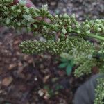 Talisia sylvatica Blomma