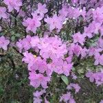 Rhododendron ponticumКвітка