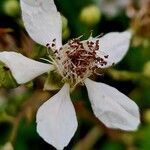 Rubus gratus Floare
