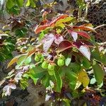 Jatropha gossypiifolia Folha