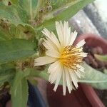 Pterocypsela indica Flower