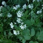 Cardamine amara Blomma