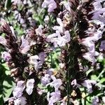 Salvia fruticosa Flower